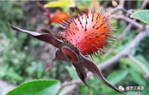 櫻貍子最新動(dòng)態(tài)與成就探索
