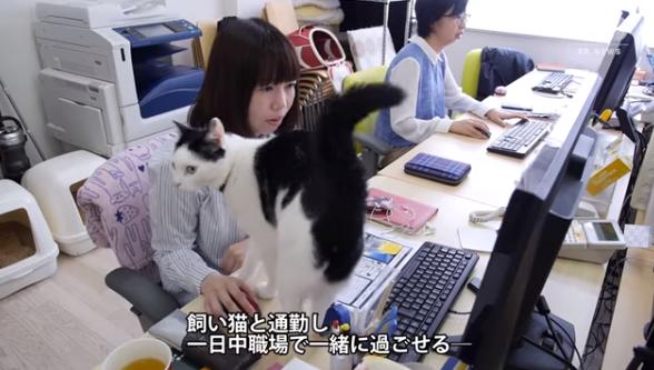 貓咪網(wǎng)頁(yè)最新動(dòng)態(tài)更新
